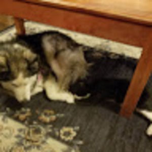 Meet your Posher, Analisa